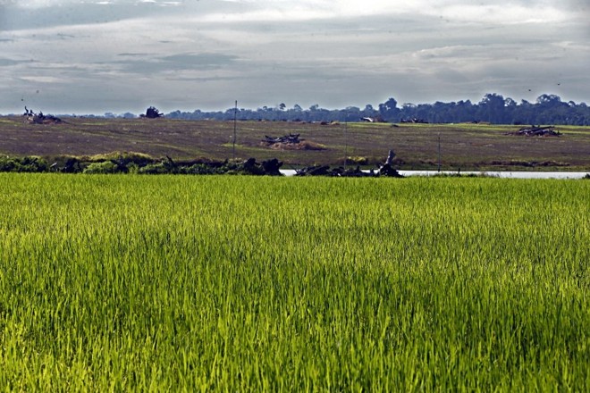 Área de arroz deve ser convertida em soja na próxima safra. Ao fundo, área destocada deve receber arroz dentro de um ano. Foto: Albari Rosa/Gazeta do Povo | 
