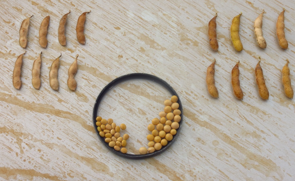 Além de a seca de janeiro ter reduzido número de vagens, sementes estão menores em áreas afetadas. | Foto: Josa© Rocher/gazeta Do Povo