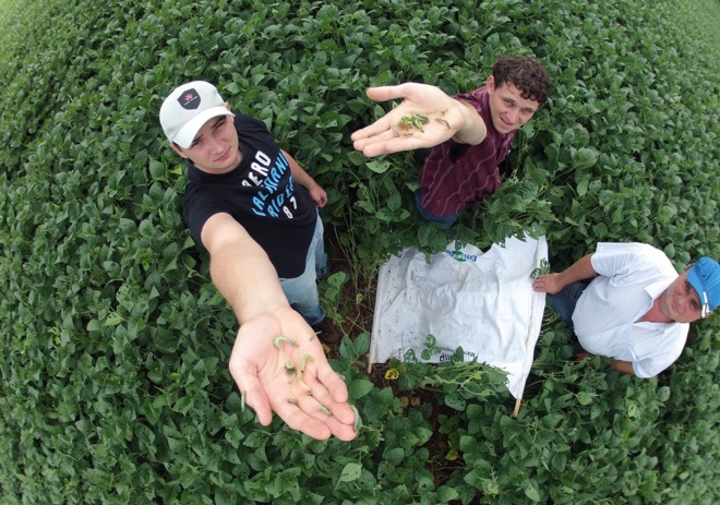 Na região de Guarapuava, lagarta falsa-medideira preocupa produtores que dobraram a quantidade de apliações para conter a infestação. Foto: Jonathan Campos/Gazeta do Povo | 