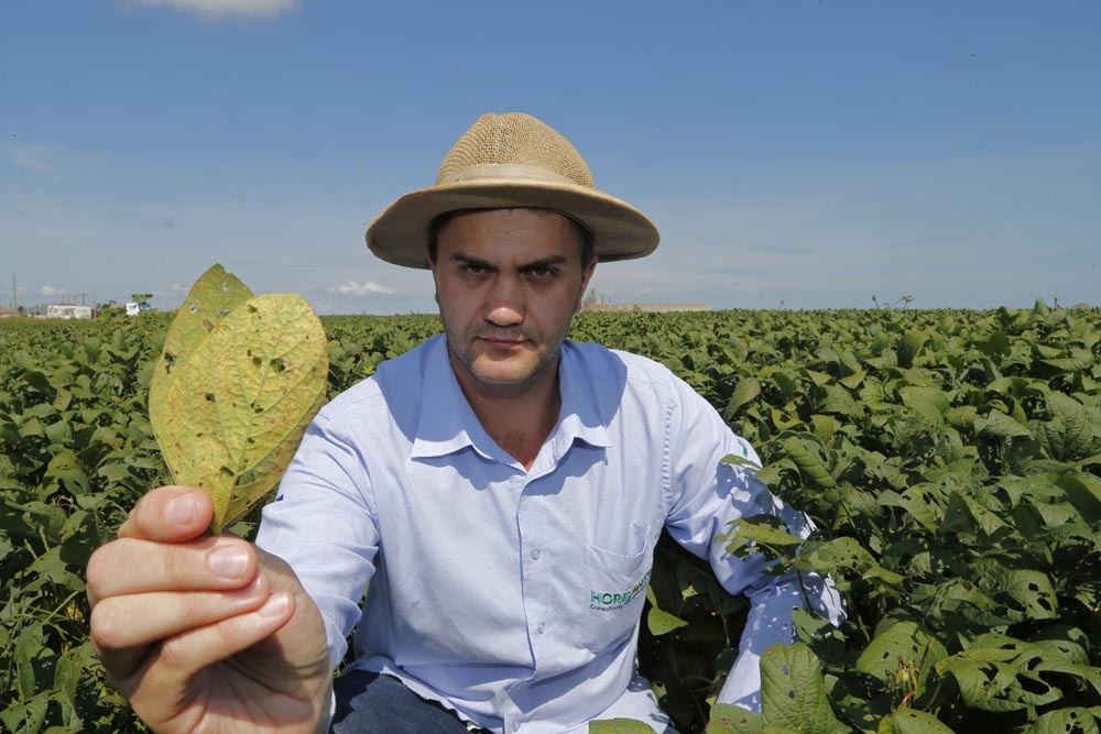 O agrônomo Emerson Müller mostra folha danificada pela doença, que rouba energia que encheria as vagens. | Fotos: Albari Rosa/gazeta Do Povo