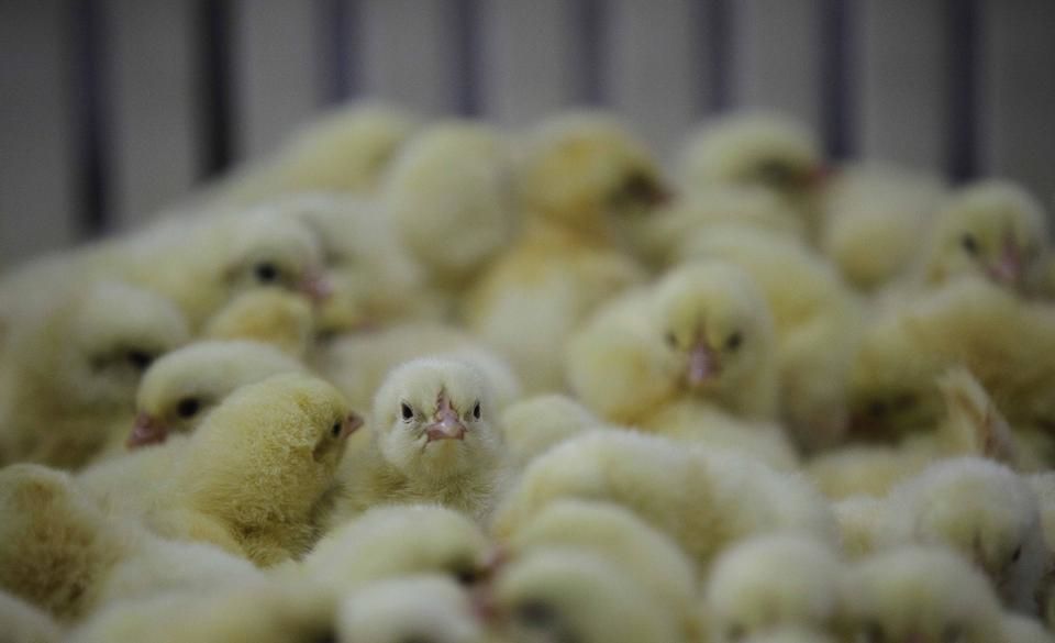 Na região de Toledo, 450 mil pintainhos estariam sendo descartados diariamente antes de chegarem aos aviários. | Foto: Jonathan Campos/gazeta Do Povo