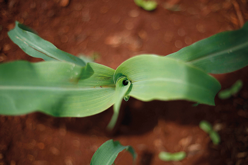 Milho de inverno depende de clima favorável até a colheita. Frio e chuvas representam risco de perdas. | Foto: Jonathan Campos / Gazeta Do Povo