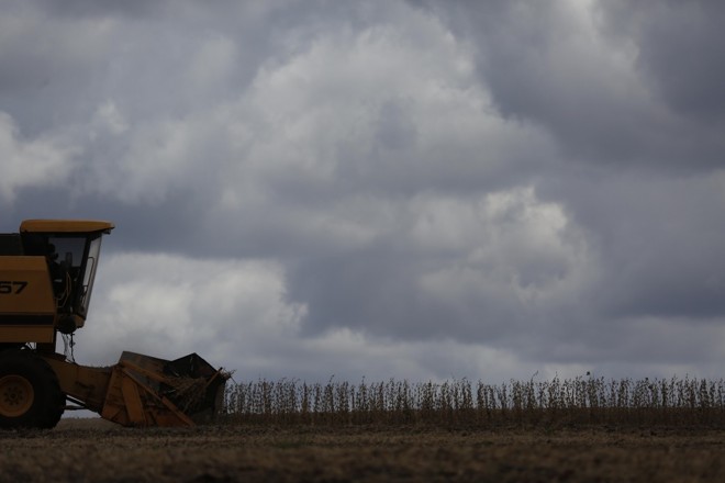 No Oeste, ritmo da coleita é intenso. Últimos 20% da área da região devem ser cumpridos na primeira semana de fevereiro. Foto: Jonathan Campos/Gazeta do Povo | 