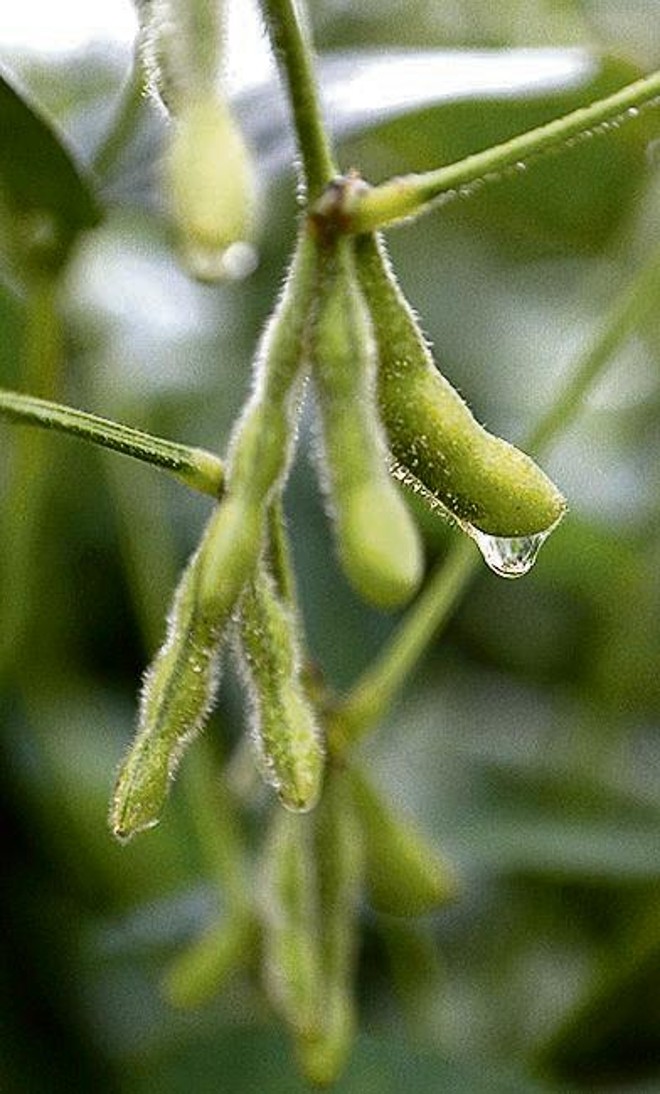 Tempo favorece lavoura tardia |