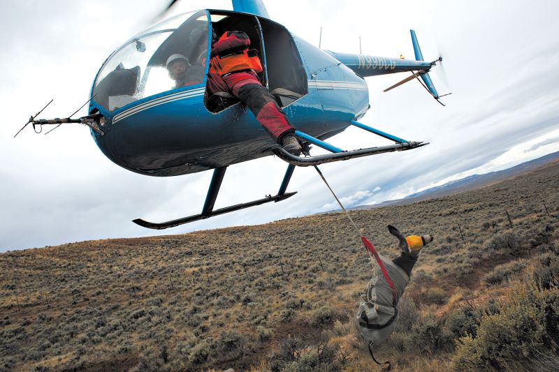 Veados-mula são pegos no Wyoming com a ajuda de um helicóptero, passam por exames, acima, e são liberados graças a um esforço para rastrear e proteger a rota migratória | fotografias de michael kirby smith para The New York Times