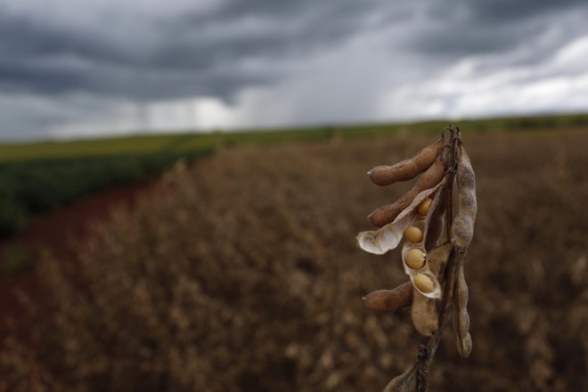 Soja pronta para colher apresenta bom desenvolvimento, apesar da seca em algumas áreas pontuais. Foto: Jonathan Campos/Gazeta do Povo | 