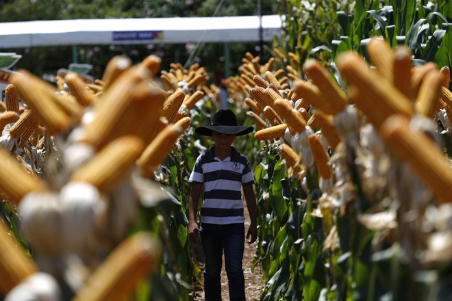 Futuro produtor passeia pela lavoura experimentar de milho durante o Show Rural Coopavel. | 