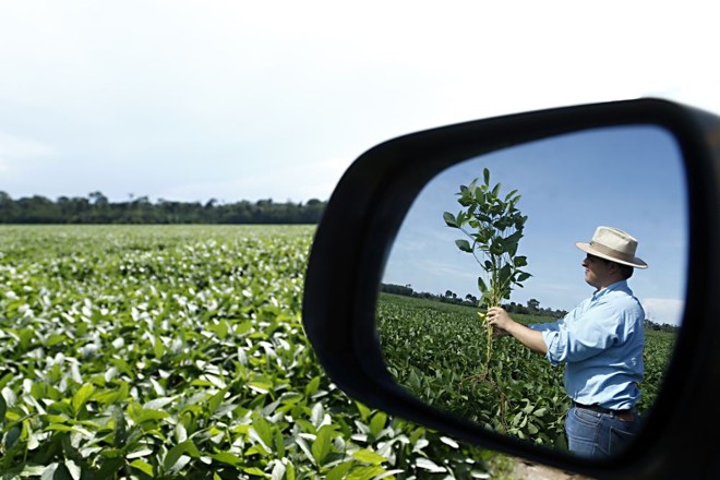 A soja cresce bem com chuvas de sobra em Rondônia. Na região de Ariquemes, expectativa é de mais de 50 sacas por hectare. Foto: Albari Rosa/Gazeta do Povo | 
