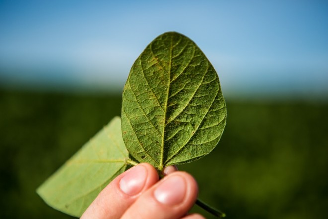 Ferrugem asiática é o principal adversários dos gaúchos na atual safra. Porém, nem a doença tem diminuido o otimismo dos produtores. Foto Brunno Covello | 