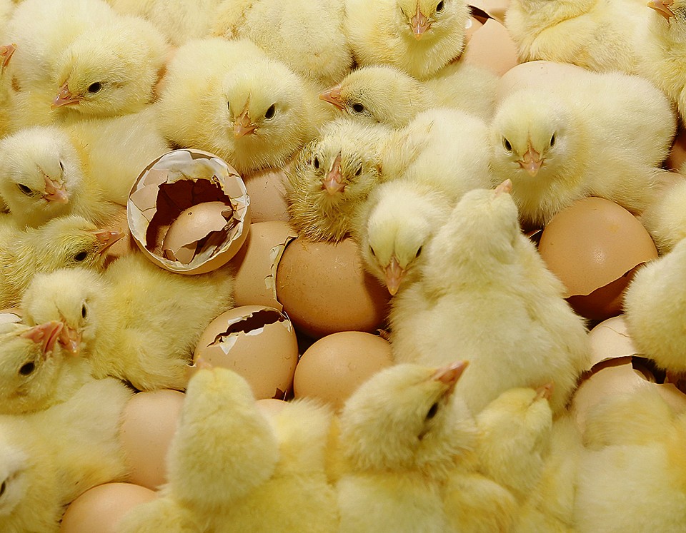 Sem transporte para chegar aos alojamentos, animais são descartados com um dia. | Giuliano Gomes/Gazeta do Povo