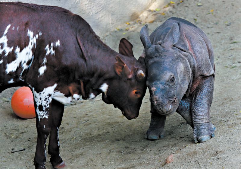 Vídeos na internet mostram amizades surpreendentes, como a de bezerro e filhote de rinoceronte e a de cão e guepardo | Fotos: Sandy Huffaker para The New York Times