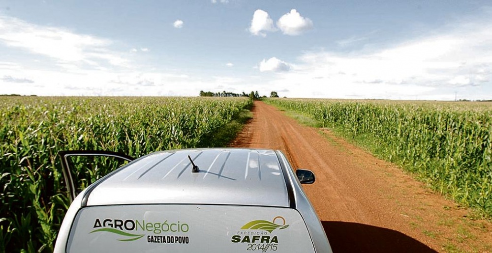 Lavouras de milho do Paraná devem ter produtividade maior, após queda registrada em 201314. |