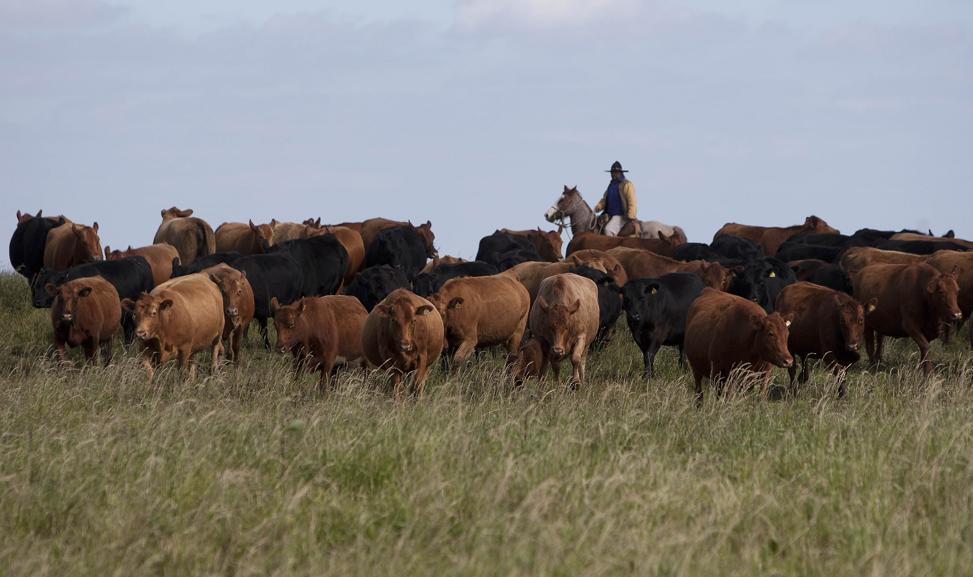 Queda acentuada nos embarques para a Rússia têm reflexo no volume total embarcado e põem em xeque previsões para 2015. |