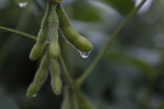 Chuvas acima dos 30 milímetros na região Norte colaboraram para o desenvolvimento do grão. Foto: Jonathan Campos/Gazeta do Povo | 