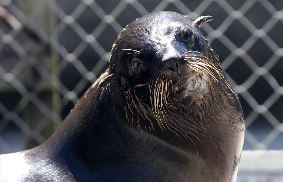 O número de lobos-marinhos mantidos em aquários americanos caiu para apenas nove. | Valterci Santos / Gazeta do Povo