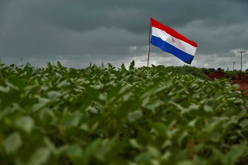 Chuvas beneficiam centro e norte da meia-lua da soja, no Leste do país. | Fotos: Albari Rosa/gazeta Do Povo