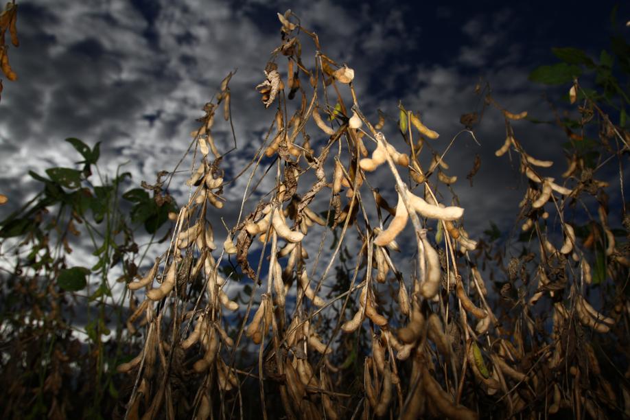 Risco climático afetou produção em fazendas de todas as regiões, mas sistema de seguro vem sendo deixado de lado. | Foto: Gilberto Abelha/gazeta Do Povo