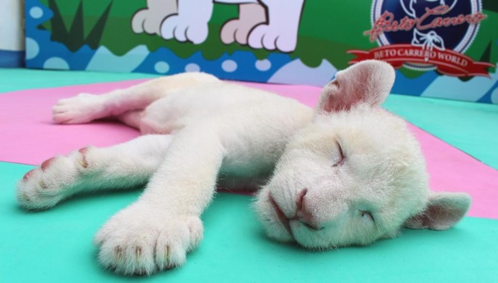 A primeira leoa branca nascida no Brasil completa dois meses de vida nesta quinta-feira (19) | /