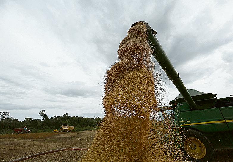 Colheita de soja em Balsas: veranicos limitam volume da soja. |