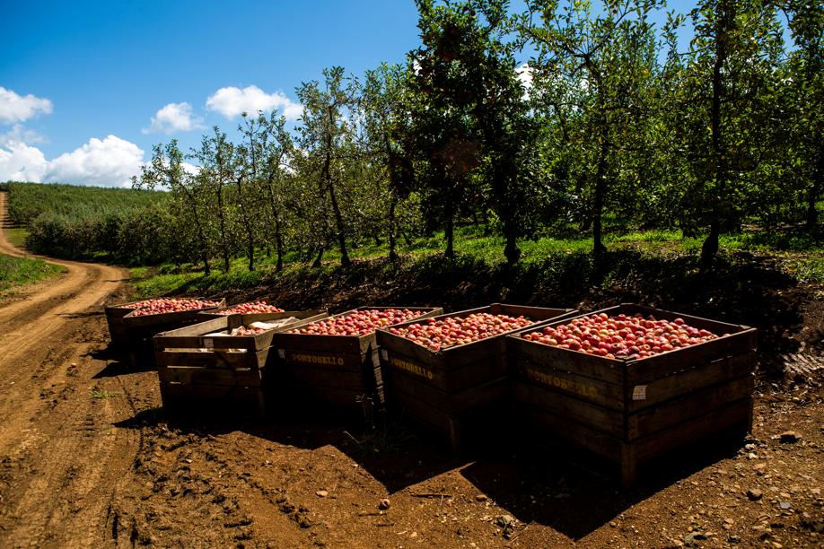 Colheita cai porque pomares não vem sendo renovados. Foto: Brunno Covello/Gazeta do Povo |