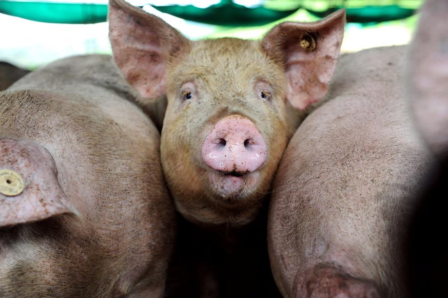 Com participação limitada nas vendas externas, suínos do Paraná acabam sendo destinados ao mercado interno. | 