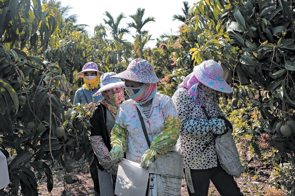Jutudi, aplicativo do Alibaba, une consumidores à rede de fazendas. A fazenda Nanbin exporta mangas | Billy H.C. Kwok/The New York Times