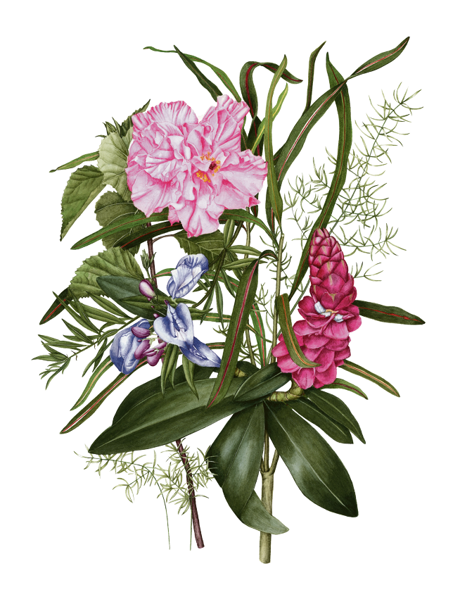 Ilustração de Ana Deliberador. | Reprodução