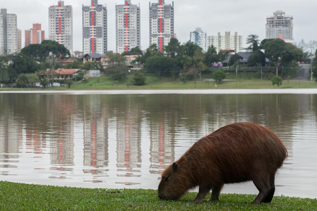Os carrapatos, vetores da febre maculosa, são comuns em animais como as capivaras, vistos com frequência em parques de Curitiba. | Henry Milléo /
Gazeta do Povo