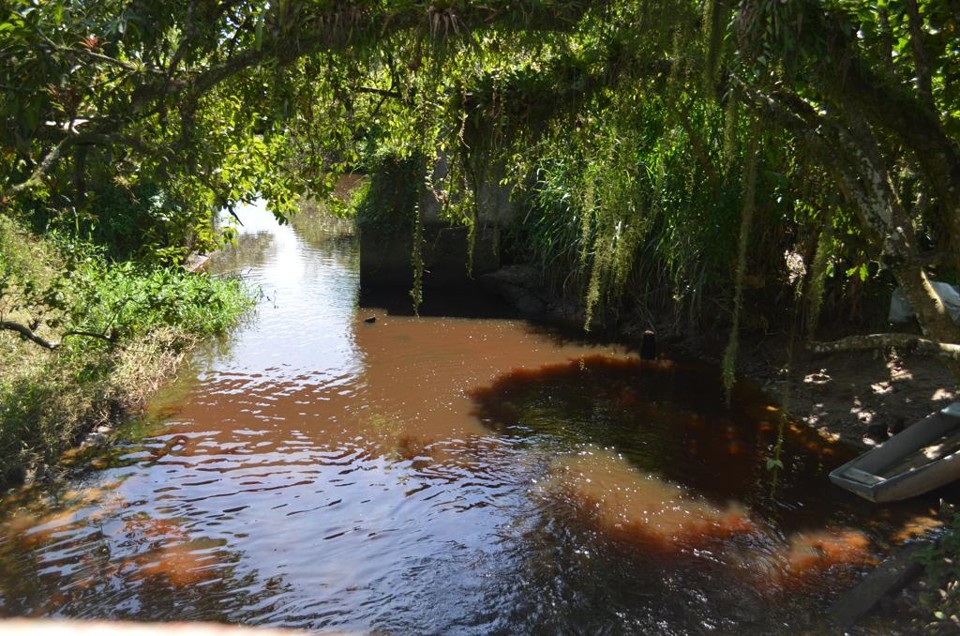 Área de preservação ambiental no Litoral, na região de Alexandra, recebe esgoto sem tratamento. | Débora Mariotto Alves