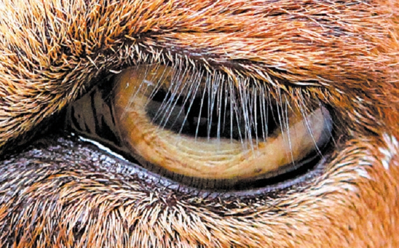 Estudo mostra que os cílios evitam que os olhos ressequem | David Hu/Georgia Tech