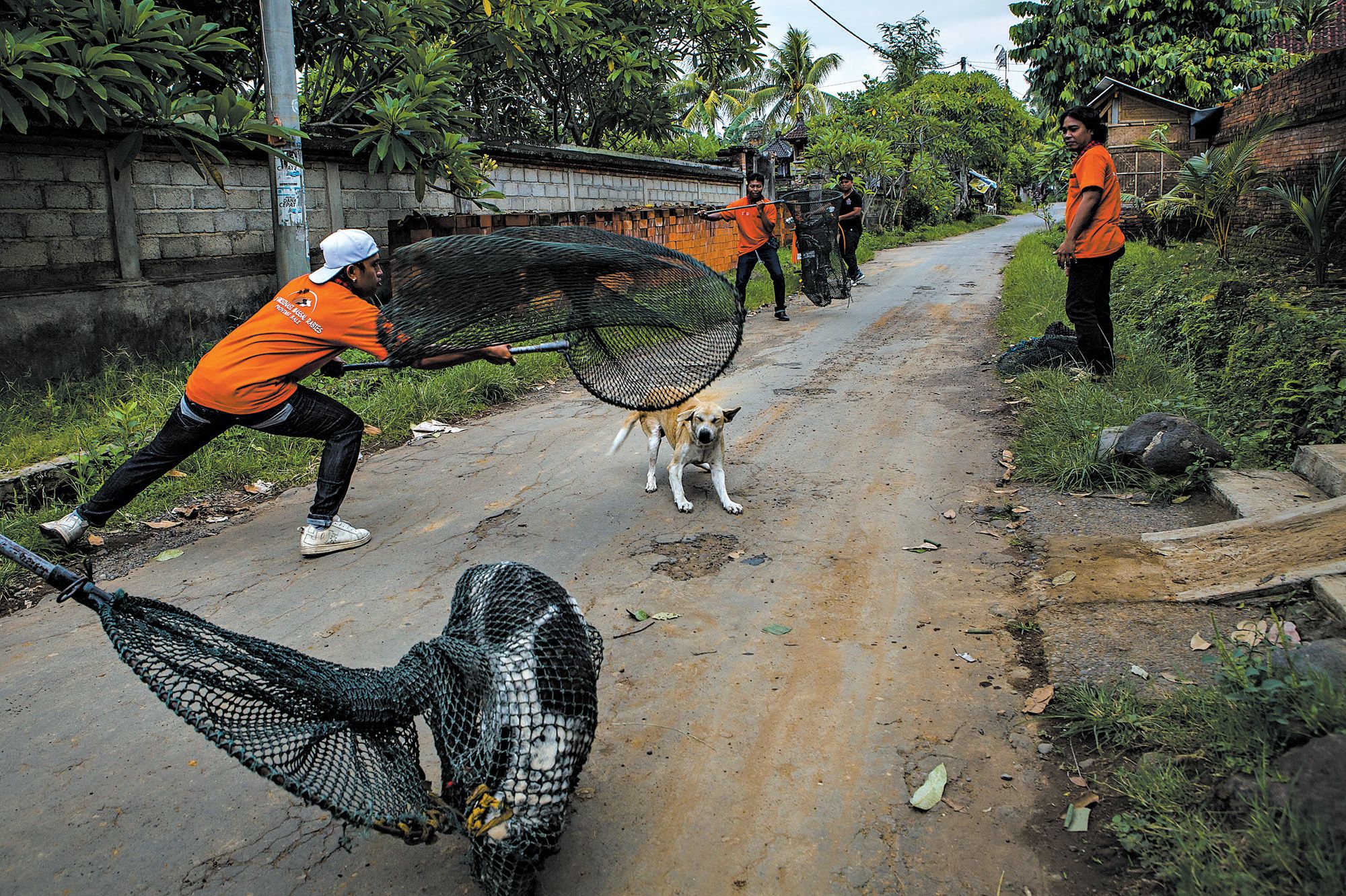 Cães são capturados; segundo a ONU, 4.000 pessoas são mordidas por mês na ilha de Bali, Indonésia | Ulet Ifansasti /The New York TImes