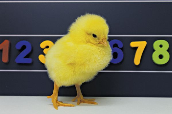 Orientar os números espacialmente pode ser uma estratégia cognitiva inata e universal | Rosa Rugani/University of Padova