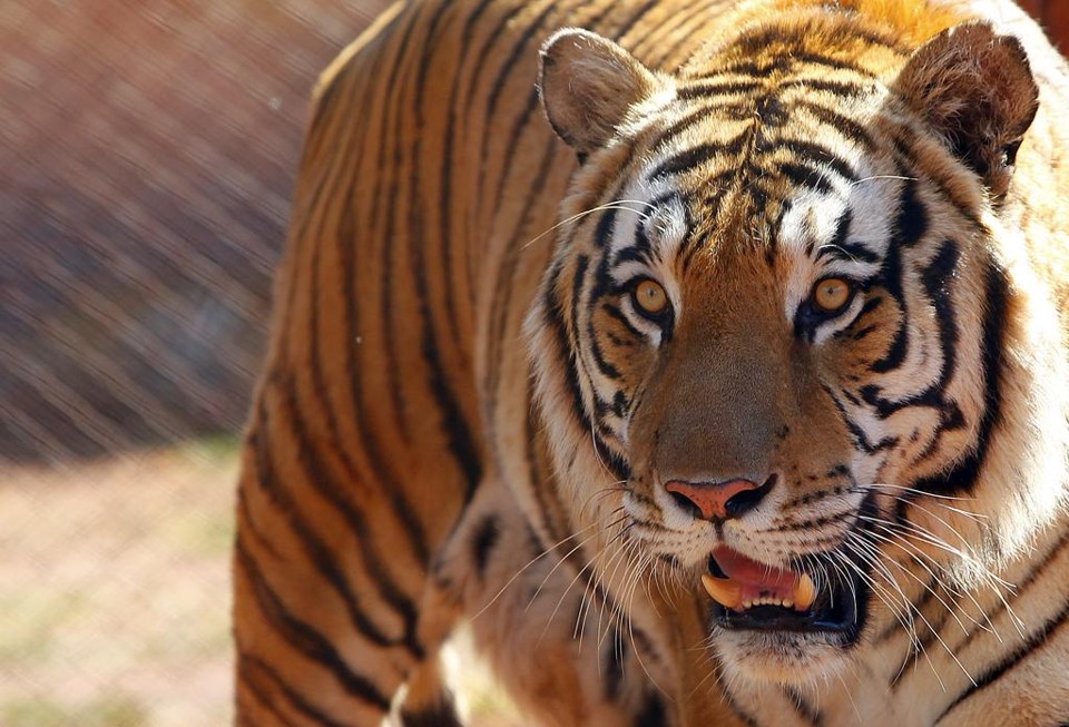 Um dos tigres do Canil Emanuel  antes da transferência. | Jonathan Campos/Gazeta do Povo