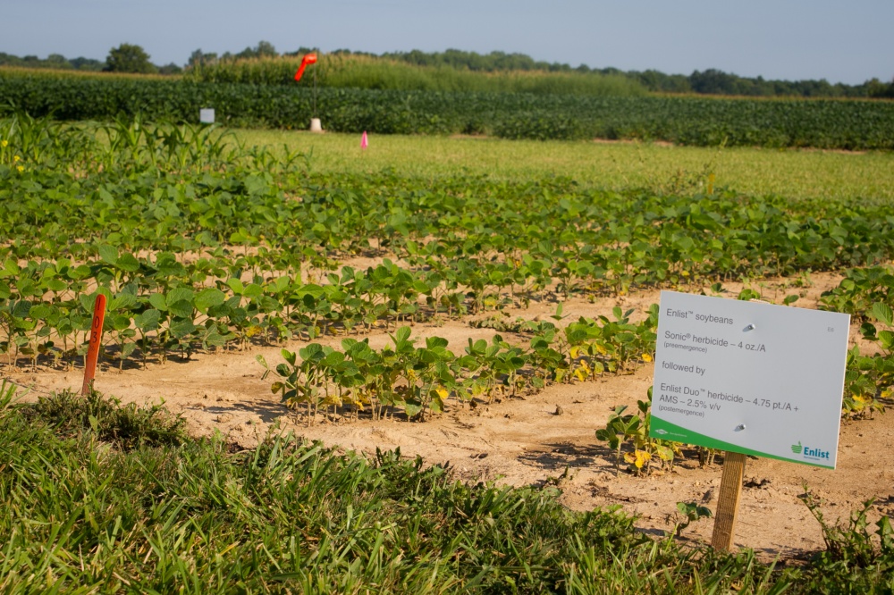 Nova soja resistente ao 2,4-D já pode ser comercializada no Brasil. | Divulgaa§a£o / Dowagrosciences