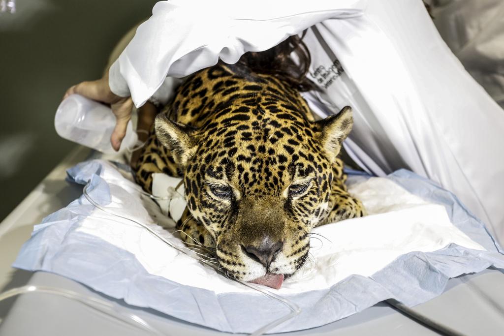 Onça Angelina  é preparada para o exame | Henry Milleo/Gazeta do Povo