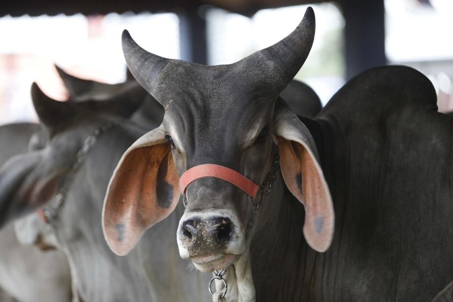 Animais esperam público no Parque Ney Braga. Shows musicais devem ajudar a atrair mais de 500 mil pessoas. | Foto: Jonathan Campos/gazeta Do Povo