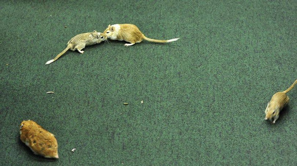 O servidor comissionado da Casa que soltou cinco roedores - dois ratos, dois hamsters e um esquilo da Mongólia - no plenário onde ocorre a CPI da Petrobras | /