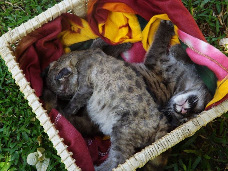 Os filhotes foram resgatados em um canavial em chamas na semana passada | FELIPPE AZZOLINI
