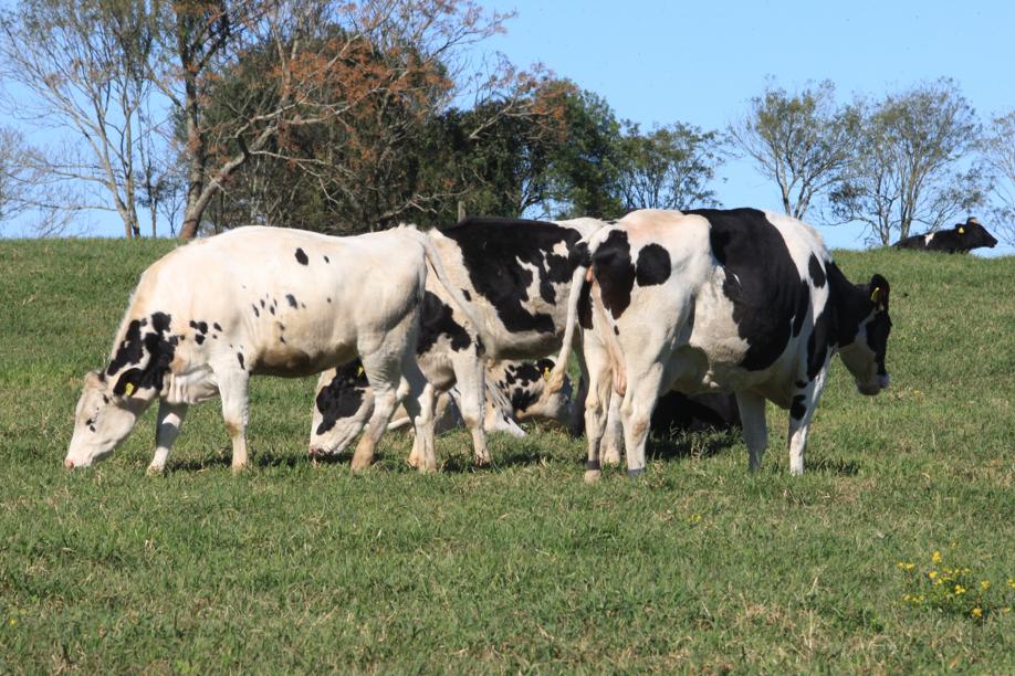 Estimado em 9,4 milhões de cabeças, rebanho estadual precisa aumentar antes da medida. |