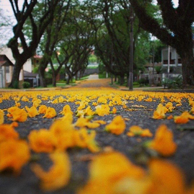 A rua florida que o @dougsuperdoug mandou #japragazeta | 