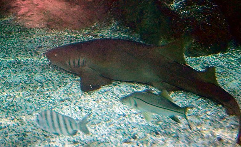 Animal trazido para Paranaguá tem 1,70 metro de comprimento. | Reprodução