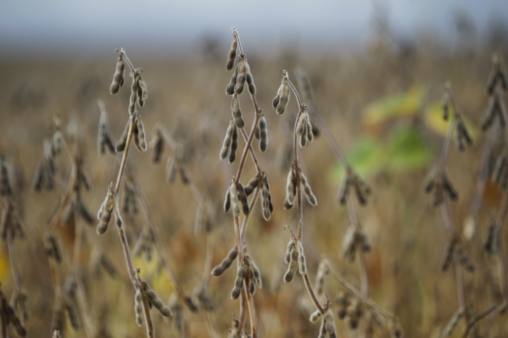 País testa tecnologias, mas ainda faz investimento limitado em fertilizantes. Fotos: Jonathan Campos/Gazeta do Povo | Fotos: Jonathan Campos/gazeta Do Povo