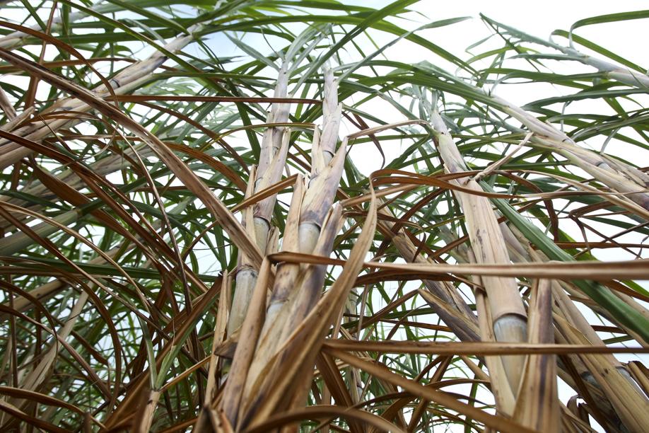 Após enfrentar problemas climáticos em 2014/15, Brasil terá safra de recuperação na cana-de-açúcar. | Andra© Rodrigues / Gazeta Do Povo
