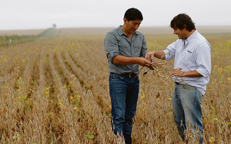O produtor Dario Torres e o agrônomo Tomás Mayol na região de Mercedes (Oeste). Potencial da cultura ainda não foi atingido. | Jonathan Campos / Gazeta Do Povo