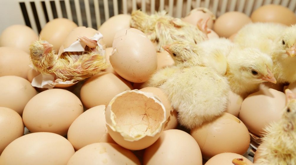 Expositores vão apostar em curiosidades e devem mostrar, por exemplo, o nascimento de pintinhos. | Foto: Giuliano Gomes/gazeta Do Povo