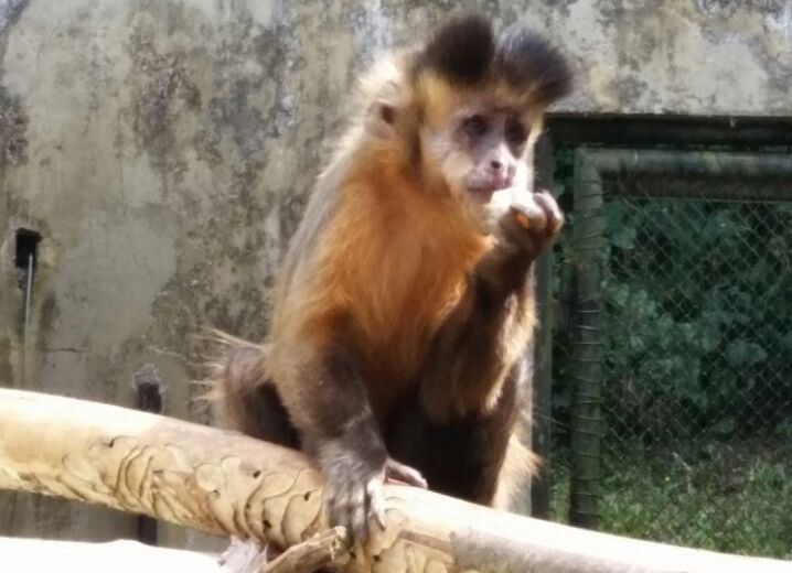 Imagem de um dos macacos-prego que chegou ao Zoológico da capital | Prefeitura/Divulgação