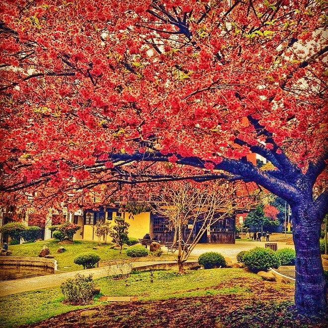 Outono na Praça do Japão, em Curitiba. Foto que a @anaclaudianassif mandou #japragazeta. | 