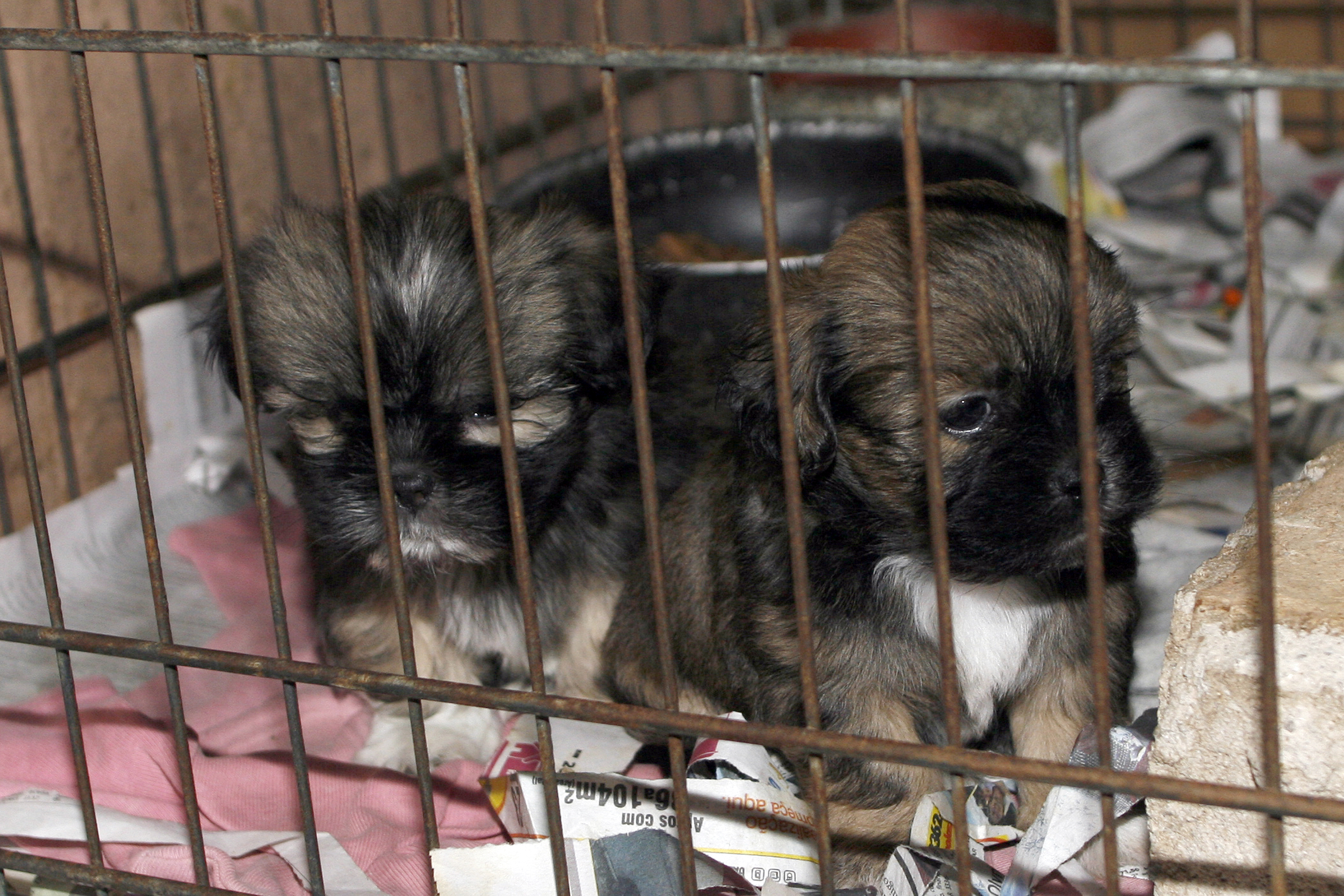 Atualmente, a pena para quem comete crimes contra animais é de até 1 ano e quatro meses no caso de morte do bicho | Aliocha Mauricio/Tribuna do Paraná