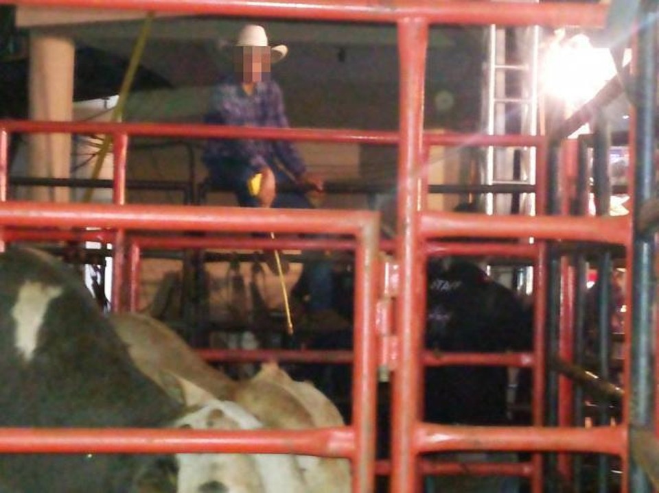 Ativistas denunciam maus-tratos com animais de rodeio na ExpoLondrina Em foto do grupo, peão segura espécie de teaser elétrico, proibido em leis federais, enquanto aguarda para “preparar” os animais para pular na arena . | Reprodução/Londrina sem Rodeios