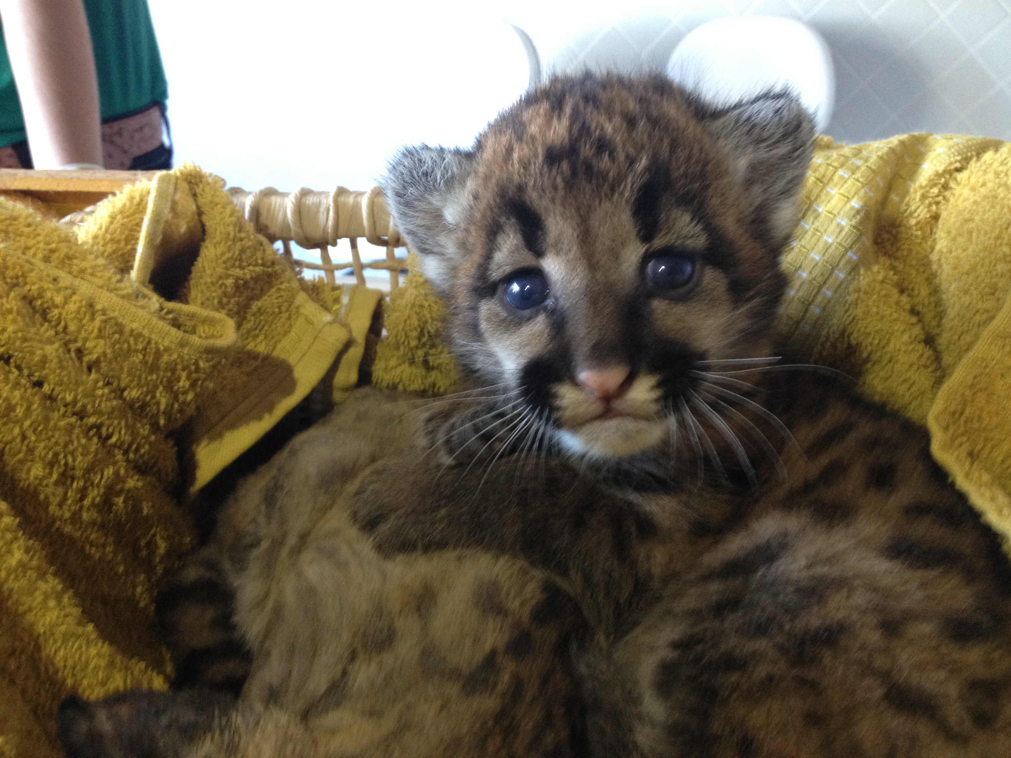 A filhote de puma só quer ficar perto do irmão que está queimado e só conseguiu dormir depois de tomar remédio para dor. | Niomar Pereira